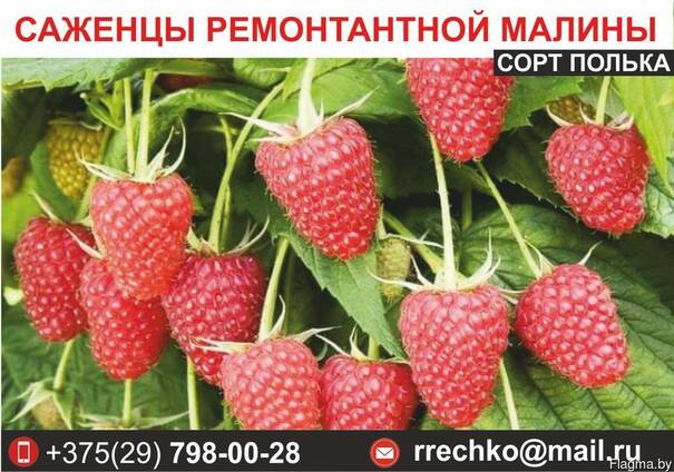 Саженцы ремонтантной малины сорт Полька.