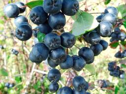 Саженцы рябины черноплодной, Арония