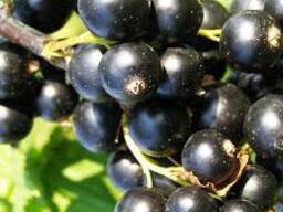 Саженцы смородины