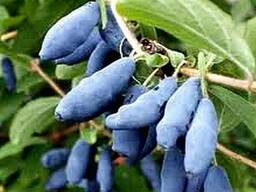 Саженцы Жимолости