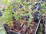 Саженцы жимолости - фото 2
