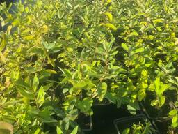 Саженцы жимолости