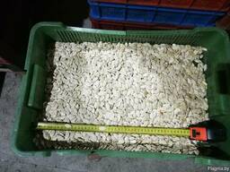 Семечка тыквы.