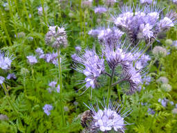 Семена фацелии