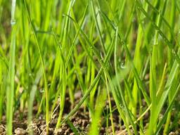 Семена Фестулолиума Лофа (репродукция РС-1) - надёжный кормовой гибрид от DLF!