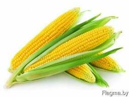 Семена гибридов кукурузы ; Кремень 200 СВ. Краснодарский 194 МВ