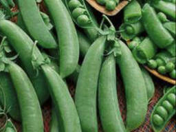 Семена гороха Армеец 4я репродукция