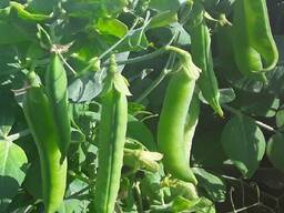 Семена гороха "ЭСО" ( SAATBAU, Австрия)