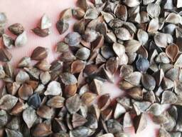 Семена гречихи сорт Лакнея (1я репродукция)