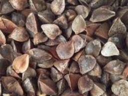 Семена гречихи сорт Менка элита