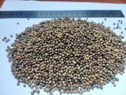 Семена кариандра , урожая 2025года