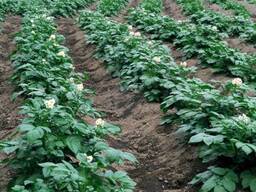 Семена картофеля Скарб Вектор