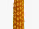 Семена кукурузы - фото 3