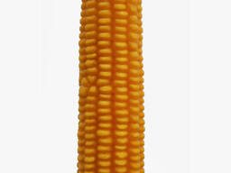 Семена кукурузы Кремень 200СВ