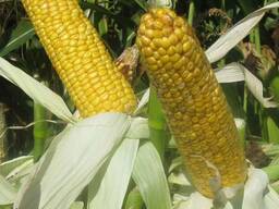 Семена кукурузы КАСКАД 195 СВ