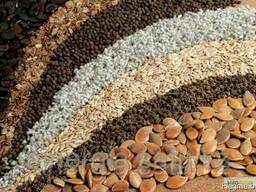 Семена многолетних трав