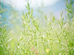 Семена Овсяницы Тростниковой Хикор РС-1 Германия