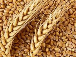 Цена семена пшеница тамарян семен гургенович