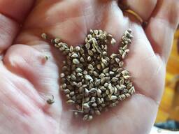 Элитные семена пайзы