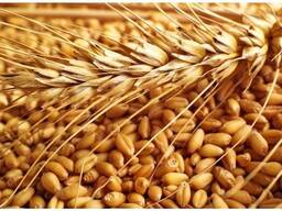 Семена пшеницы озимой Патрас