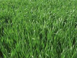 Семена райграс однолетний очищенный