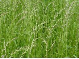 Семена райграса однолетнего от производителя!