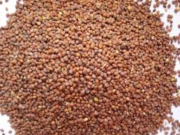 Редька масличная