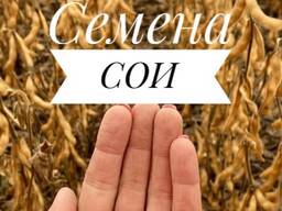 Семена сои Адесса, Аурелина, Амбелла (Австрия) РС1