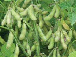 Семена сои Акардия Германия