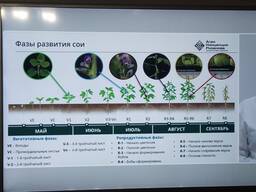 Семена сои Припять РС-2
