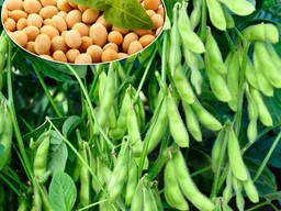 Семена сои Аурелина