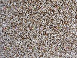 Семена тимофеевки