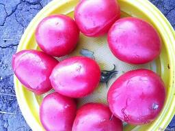 Семена томатов ''Де барао'' 4 цвета