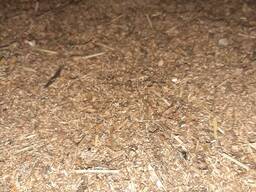 Семена трав