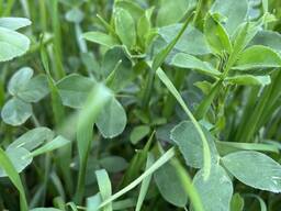 Семена травосмеси Кантри Ф 2056 (люцерна посевная Планет-80%, овсяница луговая Лихерольд-1