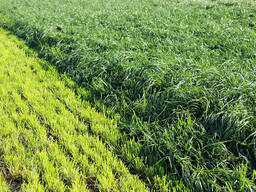 Семена травосмеси кормовой ЛАНДСБЕРГЕР ГЕМЕНГЕ (Элита) - Германия