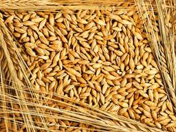 Семена ячменя озимого ИЗОЦЕЛ (РС-1) Не протравлены