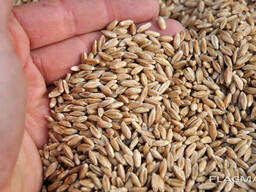 Семена ярового тритикале Хьюго, РС-1