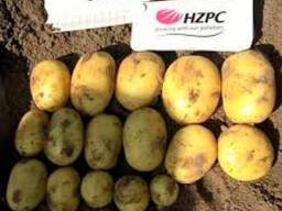 Ультраранний, среднеранний, среднеспелый семенной картофель