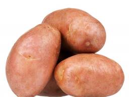 Семенной картофель из Беларуси. Картофель Вектор