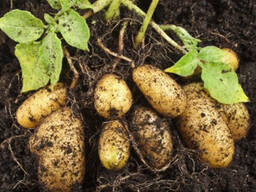 Семенной картофель Скарб. СуперЭлита