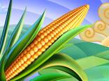 Семяна кукурузы F1« РОСС-195 МВ» премиум класса - фото 1