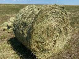 Сено! С доставкой сюда 53.758529, 27.206582