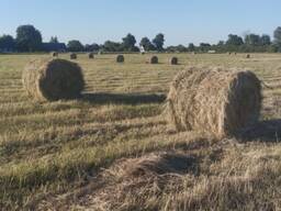 Сено урожая 2025