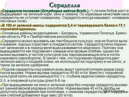 Сераделла — кормовая однолетняя бобовая трава Семена