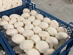 Шампиньоны культивируемые охлажденные свежие