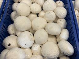 Шампиньоны свежие культивированные