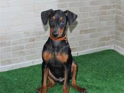 Щенки немецкого пинчера