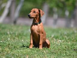 Немецкий пинчер щенки