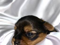 Щенок Йоркширского терьера. Бронь